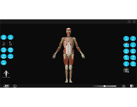 人體解剖解剖平臺,人體解剖模型